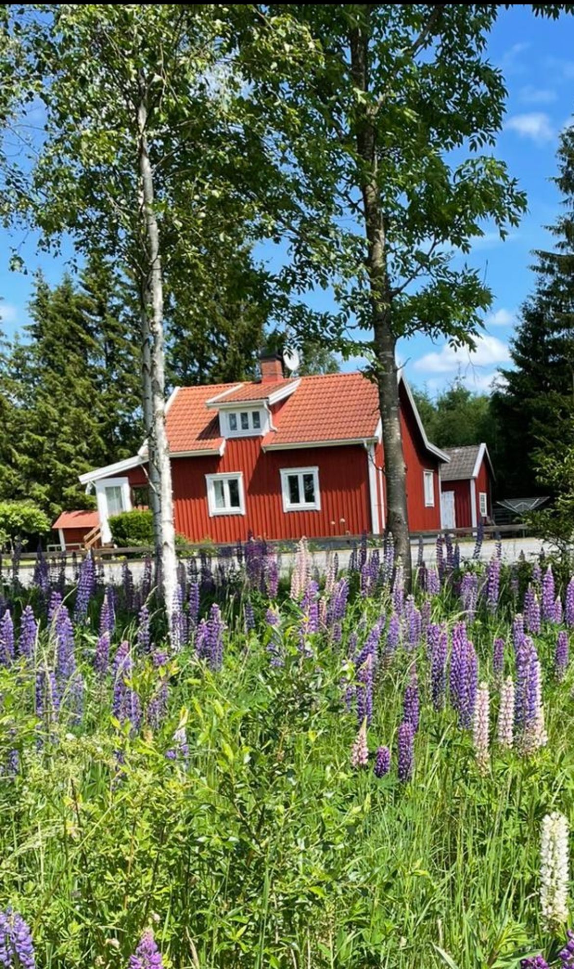 der Fährmann un sin Fru - No. 14534