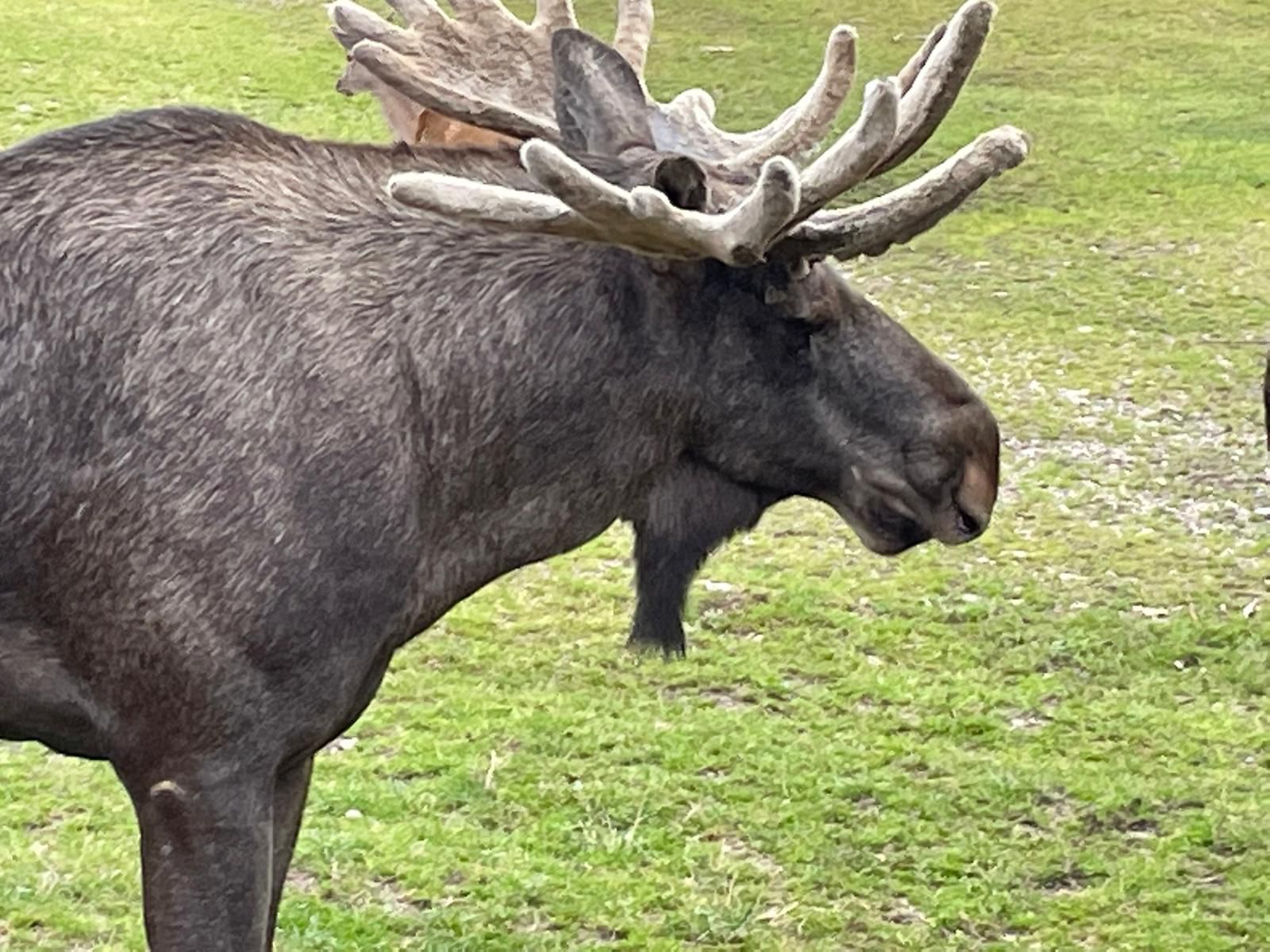 der Fährmann un sin Fru - No. 14549